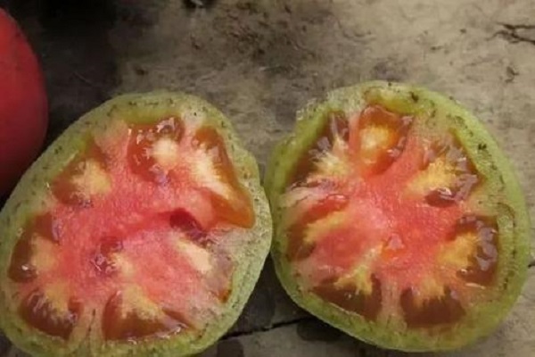 西紅柿筋腐病