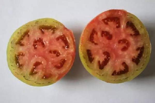 西紅柿筋腐病