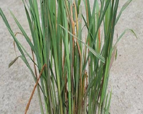 水稻細菌性褐條病 水稻細菌性褐條病