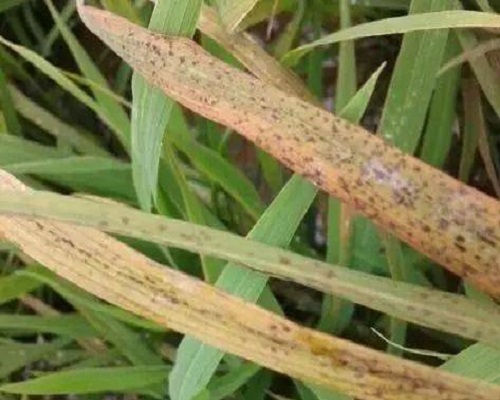 水稻細菌性褐條病
