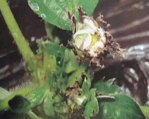 草莓絲核菌芽枯病，草莓沖施肥