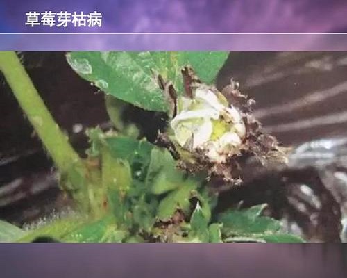 草莓絲核菌芽枯病,滴灌專(zhuān)用肥 草莓絲核菌芽枯病,滴灌專(zhuān)用肥