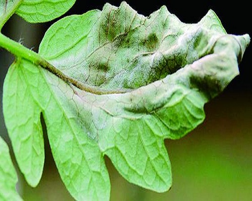 番茄晚疫病,水溶肥批發(fā)