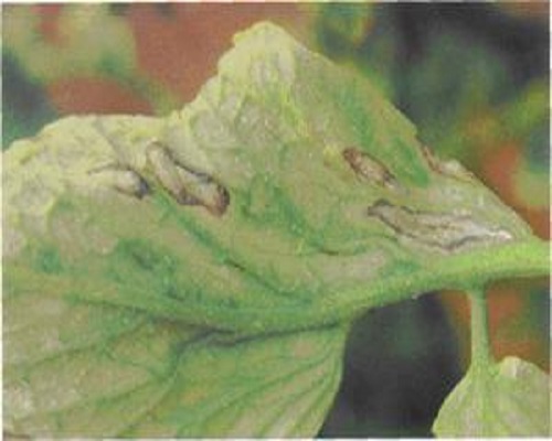 番茄圓紋病,國(guó)產(chǎn)十大葉面肥排名