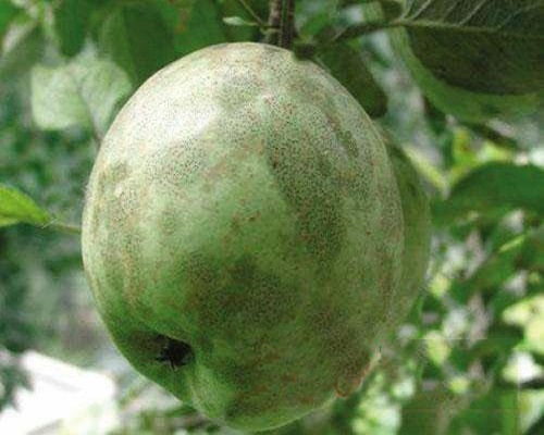 番茄煤污病,大量元素水溶肥標(biāo)準 番茄煤污病,大量元素水溶肥標(biāo)準
