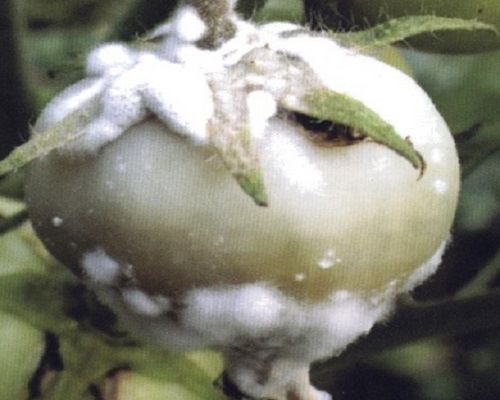 番茄菌核病,進(jìn)口葉面肥沖施肥十大品牌