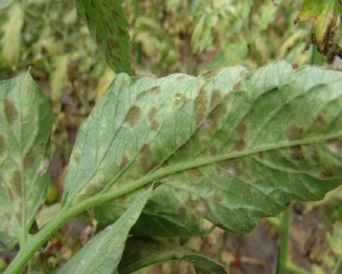 番茄葉霉病,水溶肥料批發(fā)