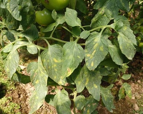番茄葉霉病,復(fù)合微生物菌劑