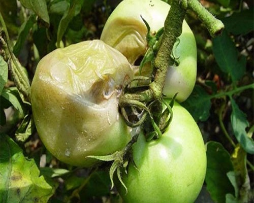番茄棉腐病,微生物肥料菌劑