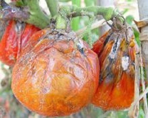 番茄棉腐病,大量元素水溶肥料廠家