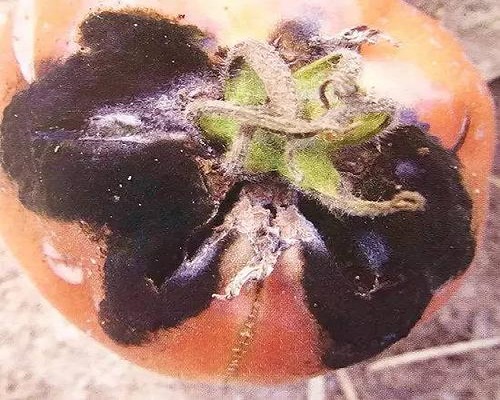 番茄假黑斑病,水溶肥批發(fā)廠家 番茄假黑斑病,水溶肥批發(fā)廠家