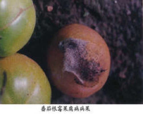 番茄根霉果腐病,大量元素水溶肥料廠家