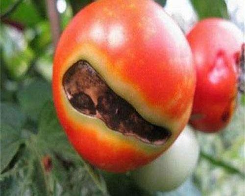 番茄臍腐病,什么沖施肥最好