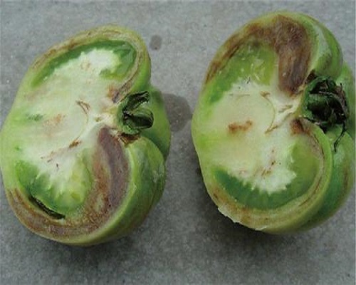 番茄筋腐病,海藻高鉀水溶肥廠家 番茄筋腐病,海藻高鉀水溶肥廠家