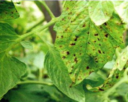 番茄細菌性斑疹病,葉面肥代加工