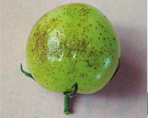 番茄細菌性斑疹病,水溶肥大量元素 番茄細菌性斑疹病,水溶肥大量元素