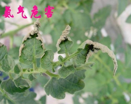 番茄氨氣為害,番茄專(zhuān)用葉面肥