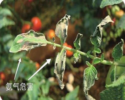 番茄氨氣為害,水溶肥料廠(chǎng)