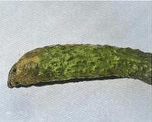 黃瓜軟腐病,大量元素水溶肥料100強(qiáng) 黃瓜軟腐病,大量元素水溶肥料100強(qiáng)