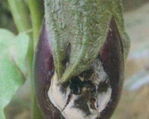 茄子炭疽病,國內(nèi)水溶肥廠家排名