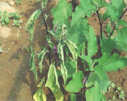 茄子枯萎病,大量元素水溶肥料 茄子枯萎病,大量元素水溶肥料