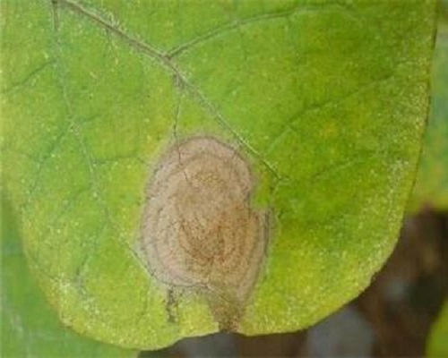 茄子灰霉病,葉面肥批發(fā) 茄子灰霉病,葉面肥批發(fā)