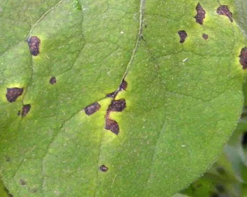 茄子黑枯病,進(jìn)口水溶肥價(jià)格
