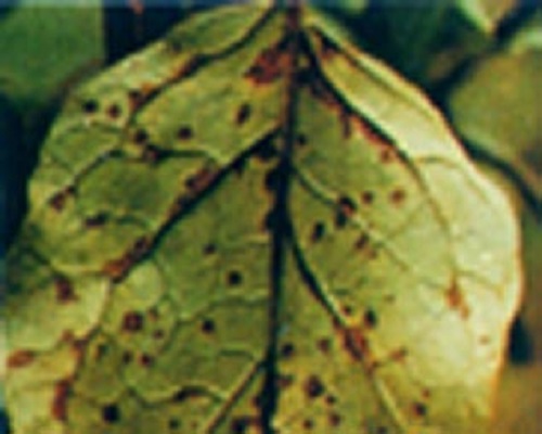 茄子黑枯病,大量元素水溶肥料廠家 茄子黑枯病,大量元素水溶肥料廠家