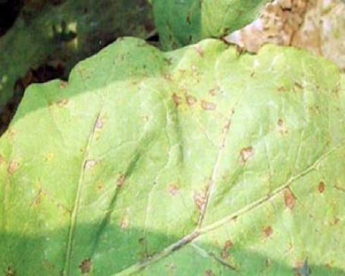 茄子赤星病,沖施肥哪個(gè)品牌好