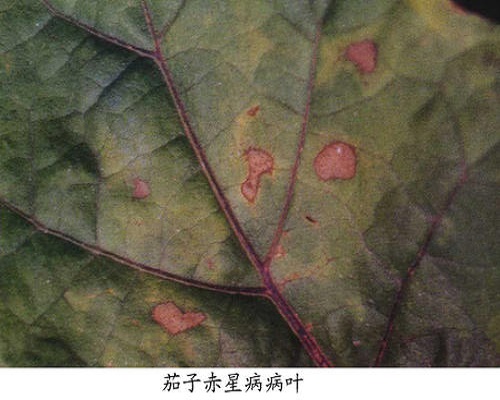 茄子赤星病,水溶肥排行榜 茄子赤星病,水溶肥排行榜