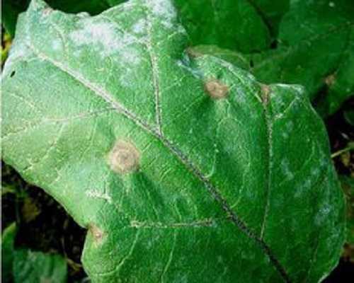 茄子褐紋病,水溶性肥料價格