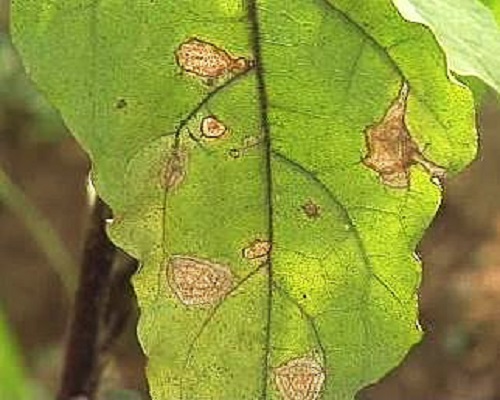 茄子褐紋病,河南水溶肥廠家 茄子褐紋病,河南水溶肥廠家