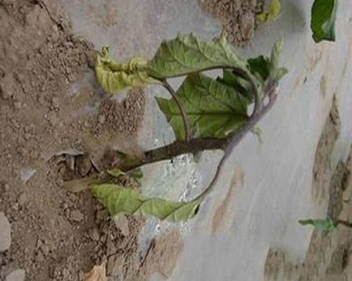 茄子根腐病,水溶肥料廠家 茄子根腐病,水溶肥料廠家