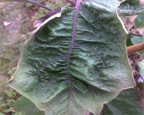 茄子病毒病,有機(jī)水溶肥 茄子病毒病,有機(jī)水溶肥