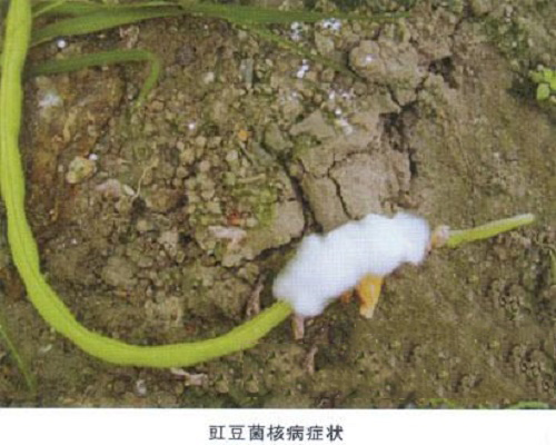 豇豆菌核病,水溶肥批發(fā)市場(chǎng)價(jià)格