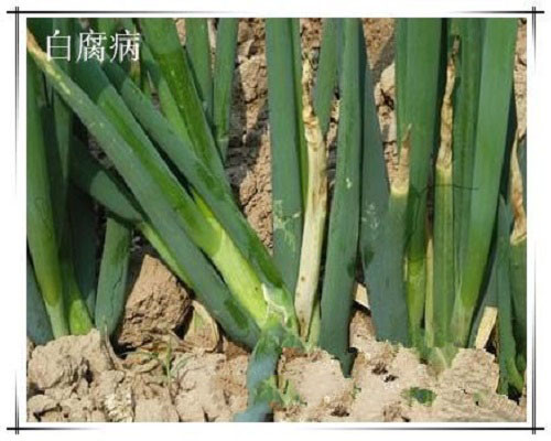 蔥白腐病,沖施肥價(jià)格