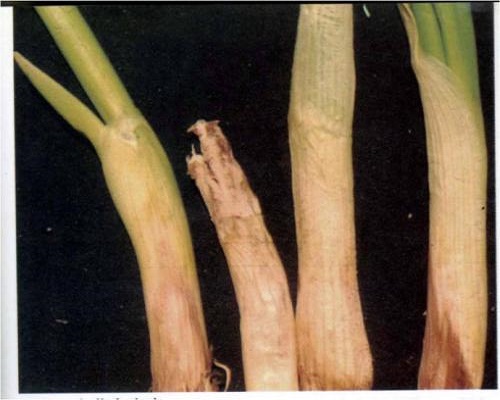 蔥白腐病,大量元素水溶肥料 蔥白腐病,大量元素水溶肥料