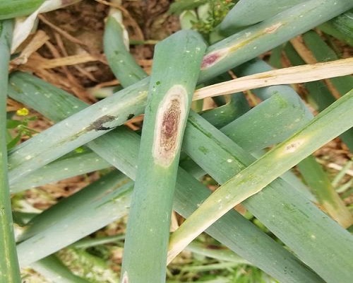 蔥黑斑病,大量元素水溶肥料100強 蔥黑斑病,大量元素水溶肥料100強