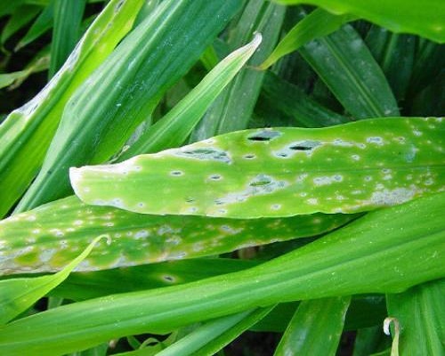 姜斑點病,水溶肥料廠家