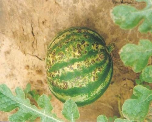 西瓜細(xì)菌性角斑病,水溶肥哪個牌子好