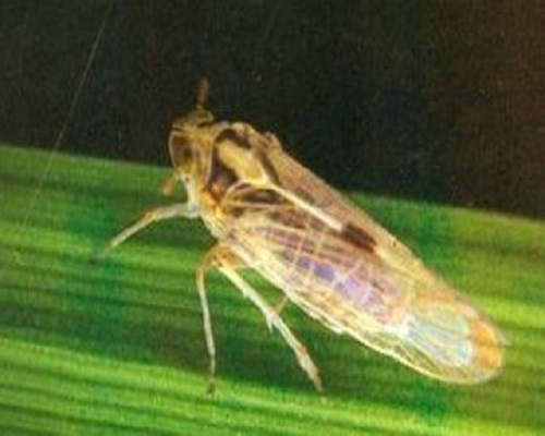 稻飛虱,水溶肥不錯(cuò)