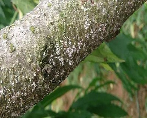 桃樹介殼蟲,蔬菜沖施肥