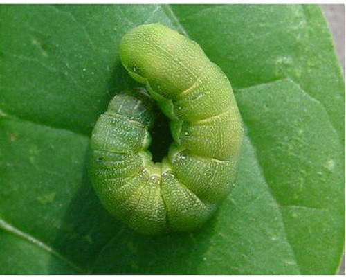 甜菜夜蛾,大量元素水溶肥標(biāo)準(zhǔn)