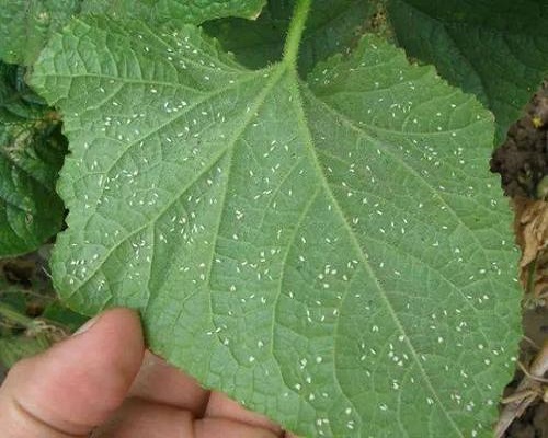 煙粉虱和 B型煙粉虱、Q型煙粉虱