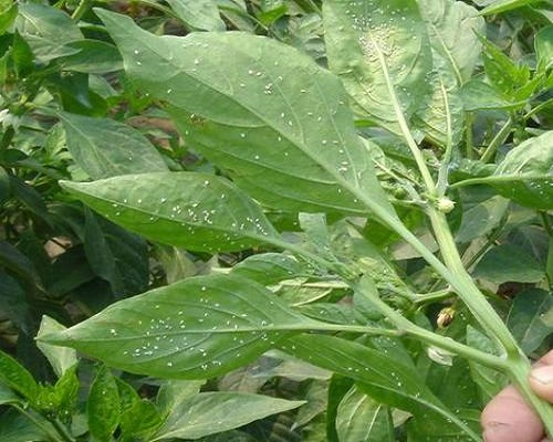 煙粉虱和 B型煙粉虱、Q型煙粉虱