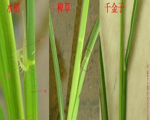 千金子,沖施肥價(jià)格