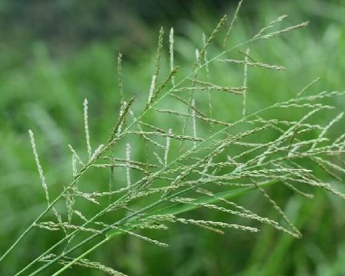 千金子,水溶肥制造廠(chǎng)家 千金子,水溶肥制造廠(chǎng)家