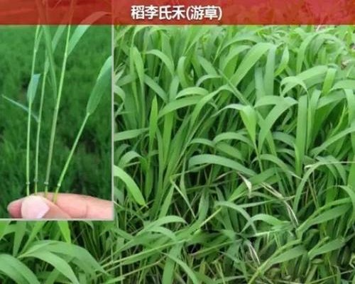 李氏禾,?；ū９~面肥