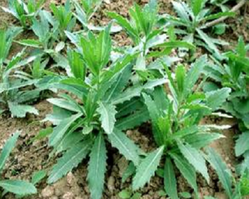 刺兒菜,中國(guó)最好的水溶肥
