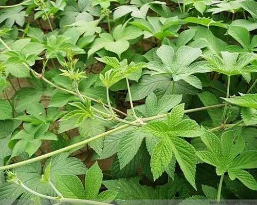 葎草,沖施肥價格